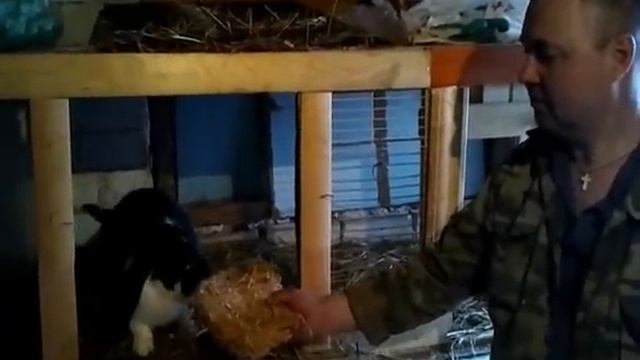 Субстрат вешенки: высококалорийное питание для кроликов (highly food for rabbits).wmv смотреть онлайн