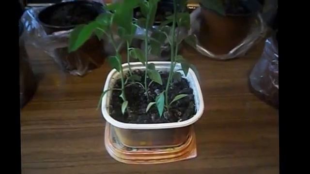 перец на подоконнике,рассаживаю перец чили. смотреть онлайн