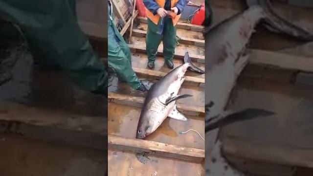 Акула в Охотском море смотреть онлайн