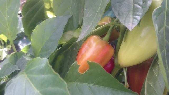 Перец в августе, небольшие секреты смотреть онлайн