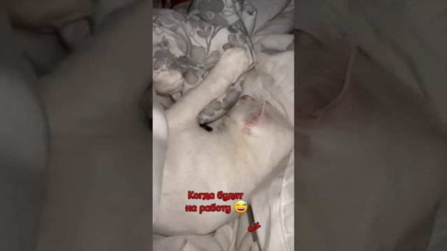 🥰🤣🤣 смотреть онлайн