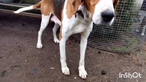 ЩЕНКИ РУССКО-ПЕГОЙ ГОНЧЕЙ