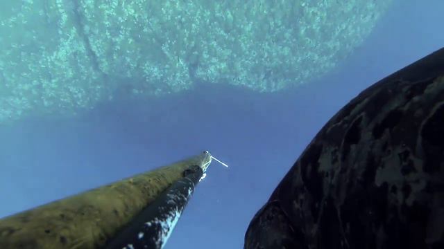 PESCASUB: All'Aspetto due tiri PERFETTI ! ALBA Agosto 2018 смотреть онлайн