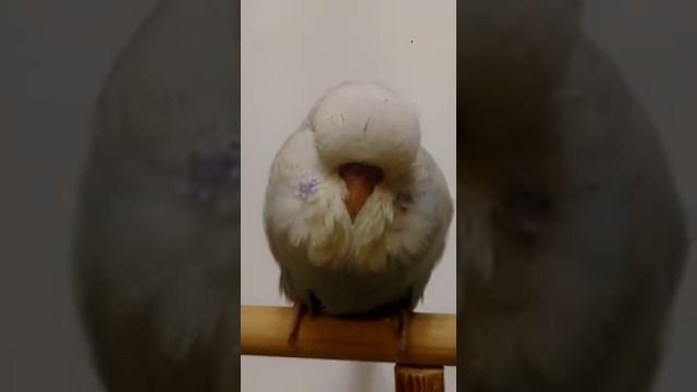 Выставочные волнистые попугаи (чехи) смотреть онлайн