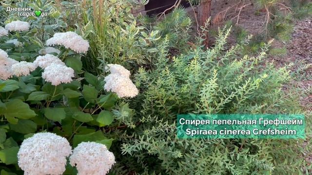 Гортензия древовидная, цветение.Определяем сорт.Опора для кустарника.С чем посадить? Выбор партнеро смотреть онлайн