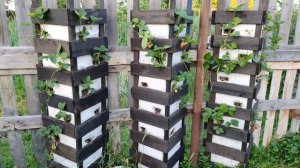 Клубника. ВЕРТИКАЛЬНЫЕ ГРЯДКИ на заборе!