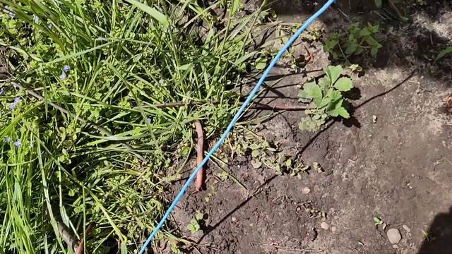 Как и в каких местах накопать или собрать червяков выползков с помощью тока - электричества 220 В. смотреть онлайн