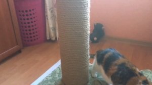 Когтеточка своими руками. Точилка для кошек.Труба для кошачих когтей)