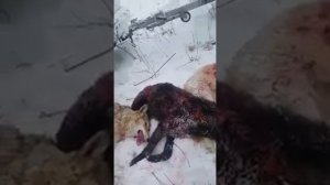 Охота на волков в Казахстане, черный волк