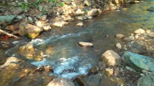 Мох Ловушка Для Золота.