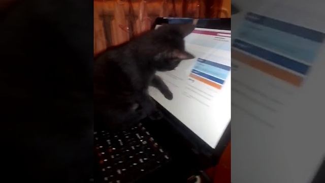 Когда увидел мышку на экране