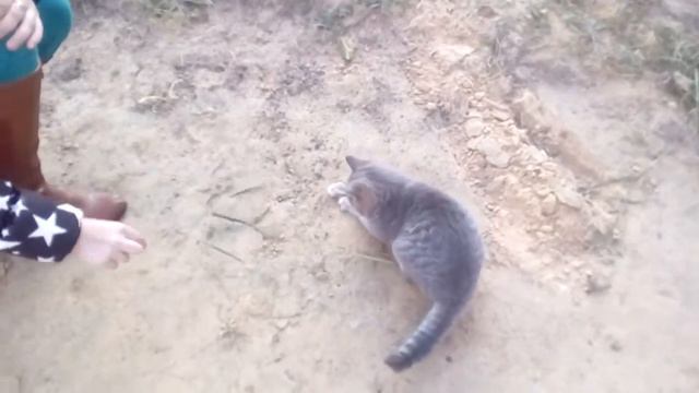 Котёнок Яша играет смотреть онлайн