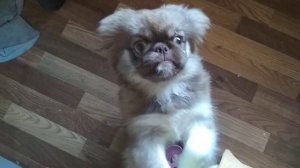 Идеальный корм для пекинеса. Лялькин выбор.