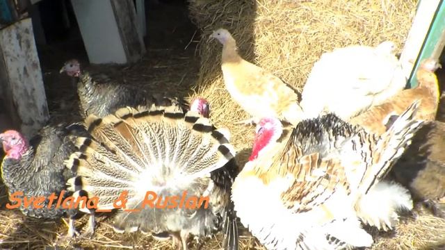 наши индюшки оказались ревнивыми дамами