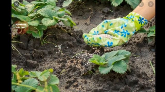 СДЕЛАЙТЕ ОБЯЗАТЕЛЬНО ЭТО С КЛУБНИКОЙ В АВГУСТЕ ,СЕНТЯБРЕ - ОСНОВА ОГРОМНОГО УРОЖАЯ БУДУЩЕГО ГОДА. смотреть онлайн