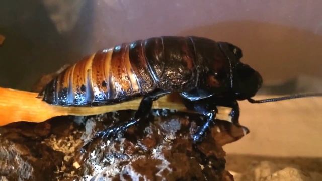 Большой мадагаскарский таракан ест морковь смотреть онлайн