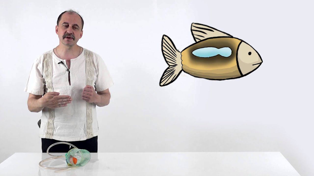 Мусорное биомоделирование. Позвоночные. Часть 1 - Рыбы. смотреть онлайн