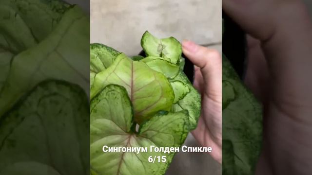 Сингониум Голден Спикле 6/15