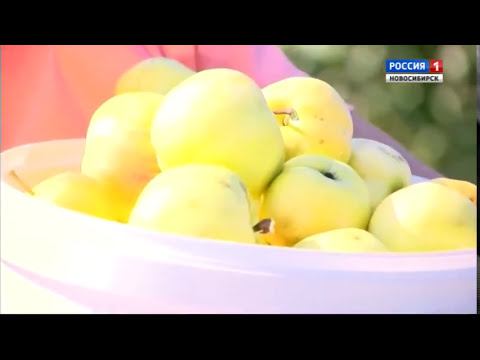 Яблоки. Сбор урожая. Шубина Людмила Николаевна. Сад Шубиной. смотреть онлайн