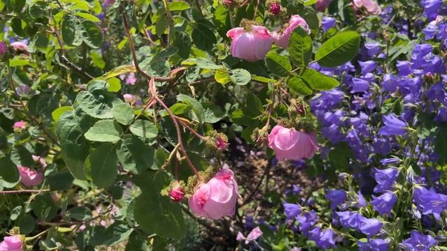 ? UK Mottisfont Abbey Perennial Garden Walking Tour // Hampshire, England // English Rose Garden смотреть онлайн