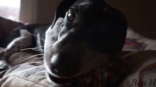 Sony Alpha ILCE 5000LB - Calidad En Interior