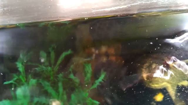 Домашние болотные черепахи, кормим мясом. смотреть онлайн