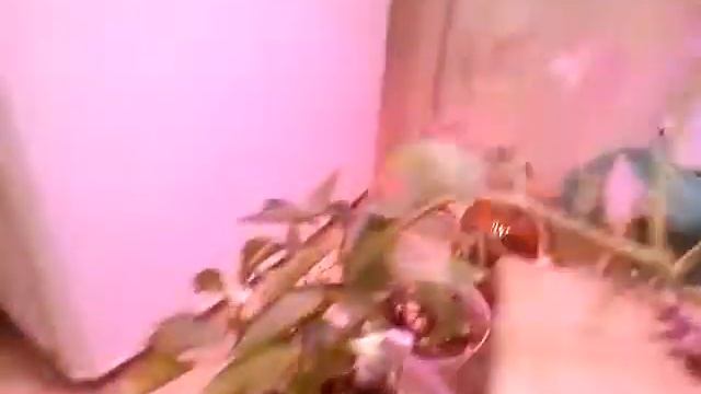 Фитолампа полный спектр созревание помидор смотреть онлайн