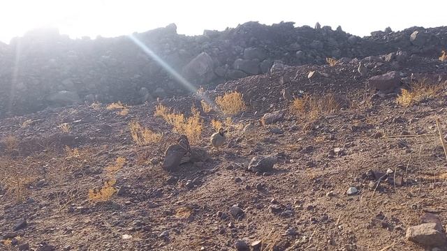 охота на кеклика 23 декабря смотреть онлайн