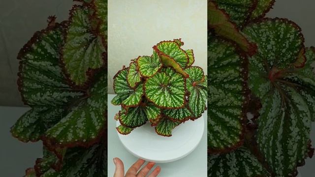 Подросшая бегония DS-Baby Smail смотреть онлайн