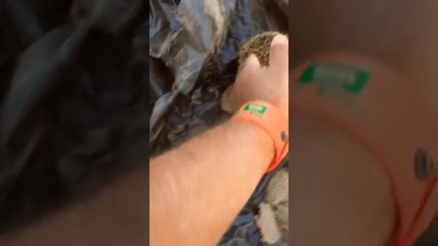 Маленькие ежики смотреть онлайн