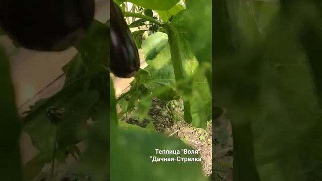 Легендарная теплица "Стрелка" @Teplici #теплица #дача #грядка #урожай смотреть онлайн