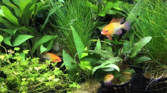 Nyinkommet Nols Ciklidhobby W2039