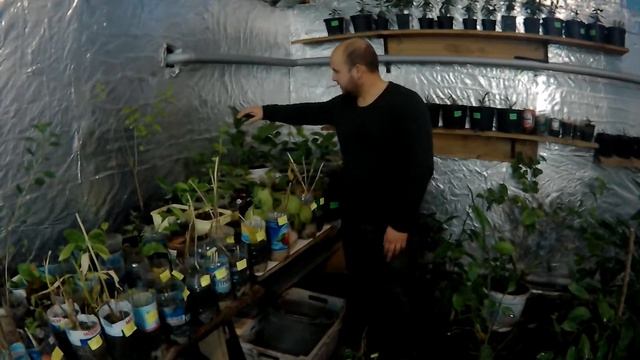 Як Виглядають саджанці лимона в 6 місяці і 1 рік? / Как Выглядят саженцы лимона в 6 месяцев и 1 год смотреть онлайн