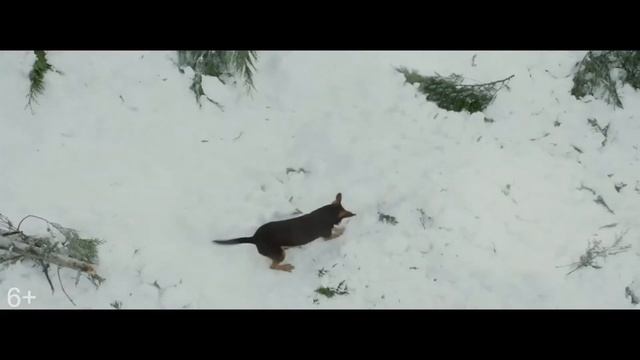 5 САМЫХ ТРОГАТЕЛЬНЫХ ФИЛЬМОВ ПРО СОБАК смотреть онлайн