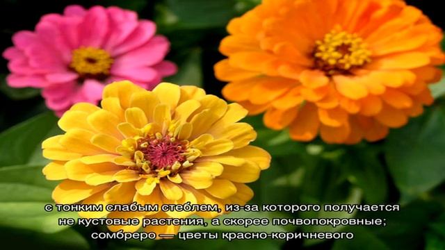 Циния: виды, посадка, нюансы ухода (25 фото) смотреть онлайн