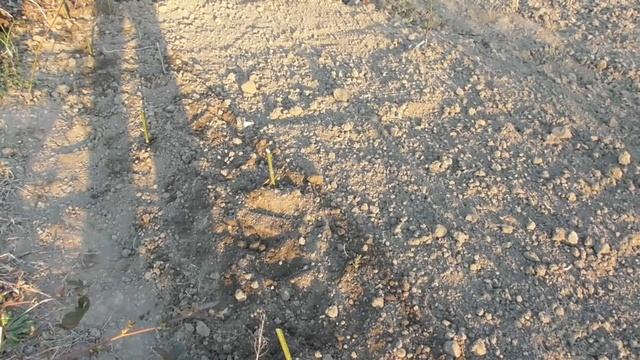 Шпинат Лагос. Результат посева шпината Lagos F1 Французские семена