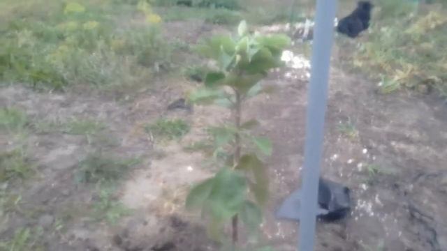 Посадка КОЛОНОВИДНОЙ ЯБЛОНИ ИКША. 09.09.2018г. смотреть онлайн