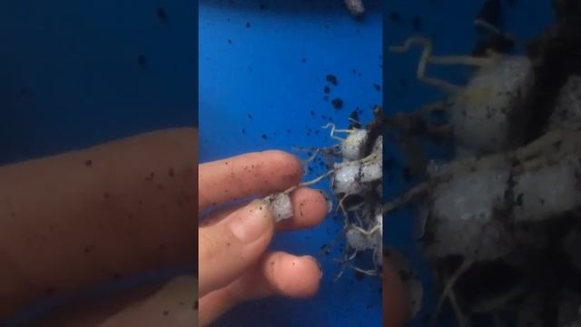 Кротон и его корни в пенопласте смотреть онлайн