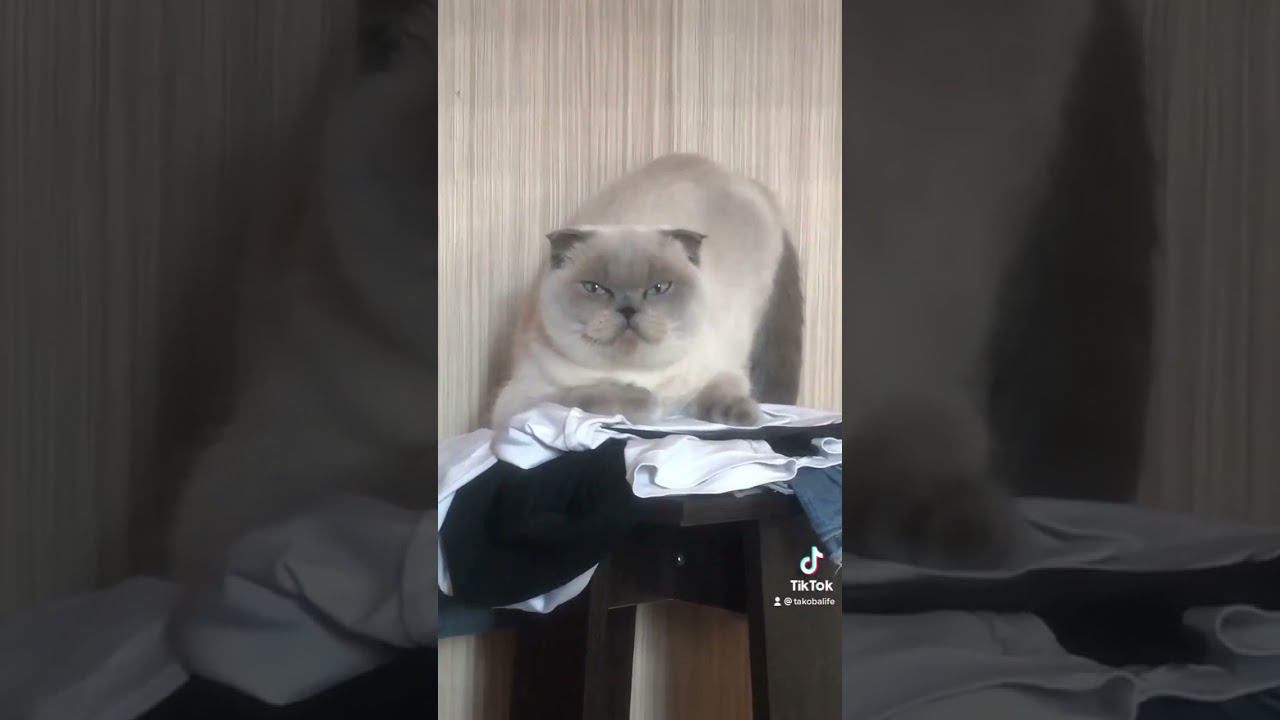 Шерстяной на чиле #кошка смотреть онлайн