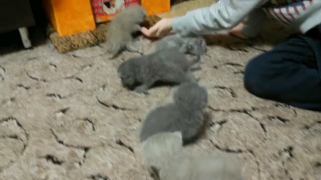 Мои Шотландские котята. смотреть онлайн