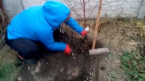 Миндаль сладкий «Форос»