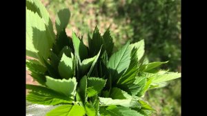 Сныть для здоровья и долголетия