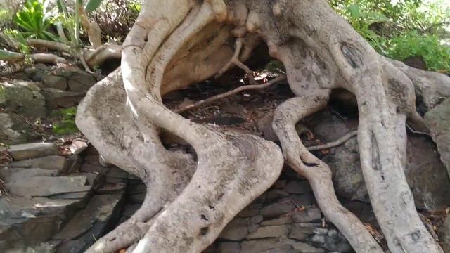 Ancient Carob tree in Tenerife mountains grows on stilts (Ceratonia siliqua) смотреть онлайн