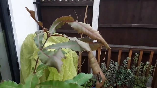 Taking a look at my Macadamia nut plant, Macadamia Integrifolia смотреть онлайн
