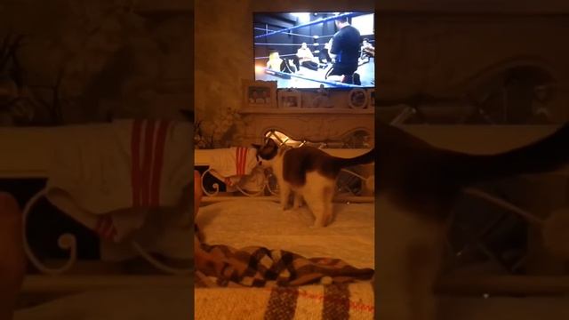 Стиль ТИГРА и ЖУРАВЛЯ смотреть онлайн