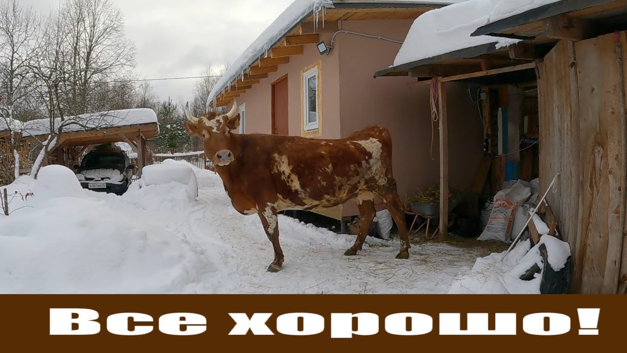 Начинаю "КОЛХОЗИТЬ" не дождавшись весны и выгул коровы "Пестрянки"! смотреть онлайн