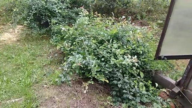 9 августа 2020 г. Вторая часть участка. Плодовый сад и декоративные кустарники. смотреть онлайн