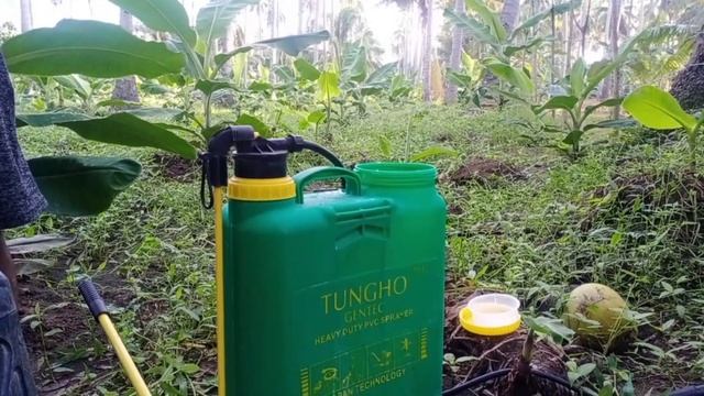 Black Sigatoka | How To Apply Fungicide Spraying? | Lakatan Banana Farming