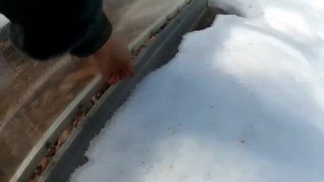 Парник «Хлебница» - открытие дачного сезона/ Парник отлично перезимовал/ Часть 5/5