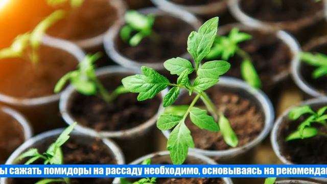 Когда сеять помидоры на рассаду в апреле в 2021 году по лунному календарю смотреть онлайн